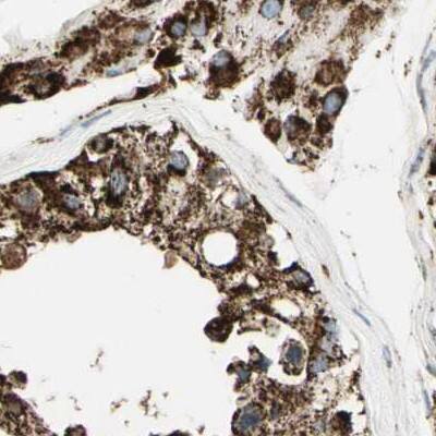 Staining of human testis.