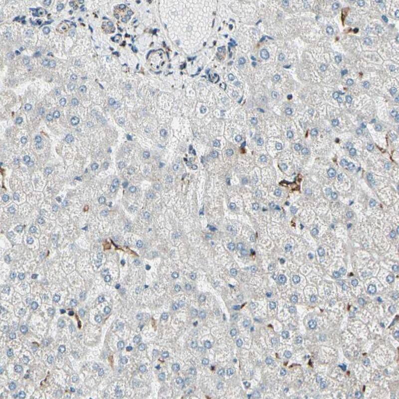 Staining of human liver shows low expression as expected.