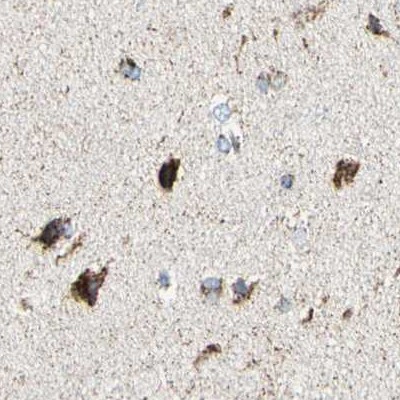 Staining of human cerebral cortex.