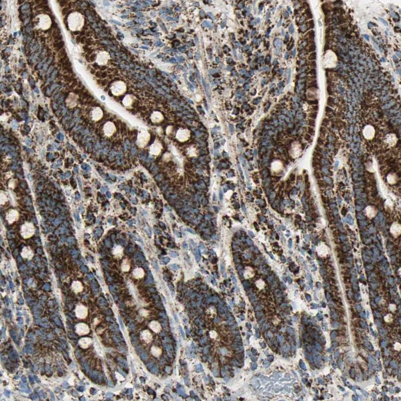 Staining of human duodenum shows high expression.