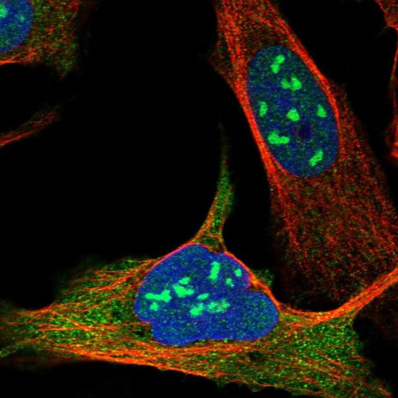 Staining of human cell line U-2 OS shows localization to nucleus, nucleoli & cytosol.
