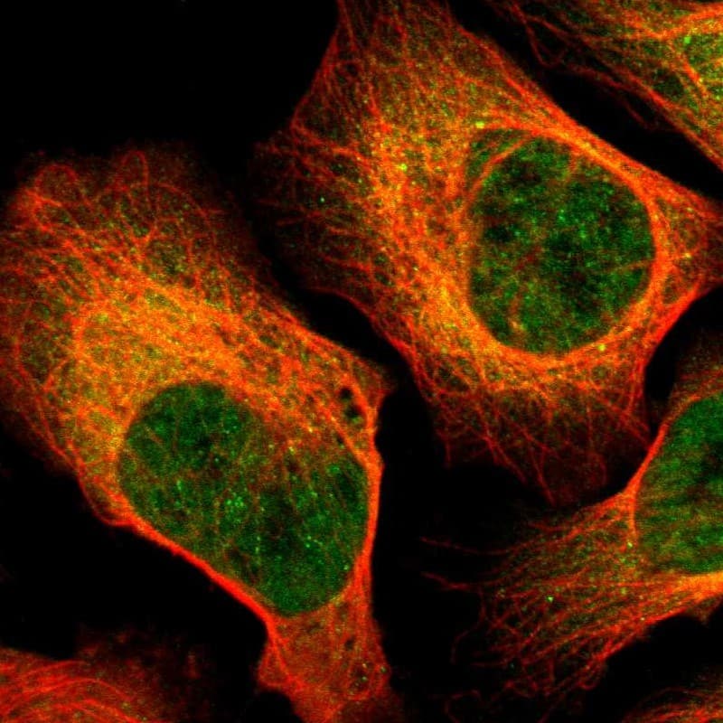 Staining of human cell line U-2 OS shows localization to nucleoplasm & cytosol.