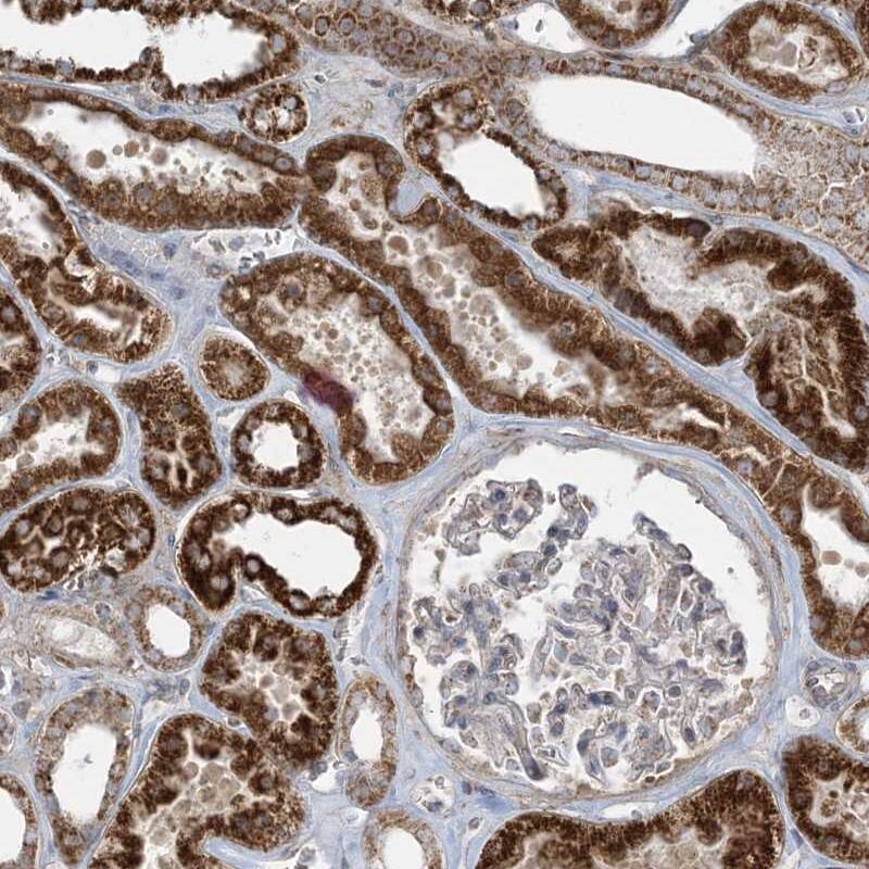 Staining of human kidney shows strong cytoplasmic positivity in cells in tubules.