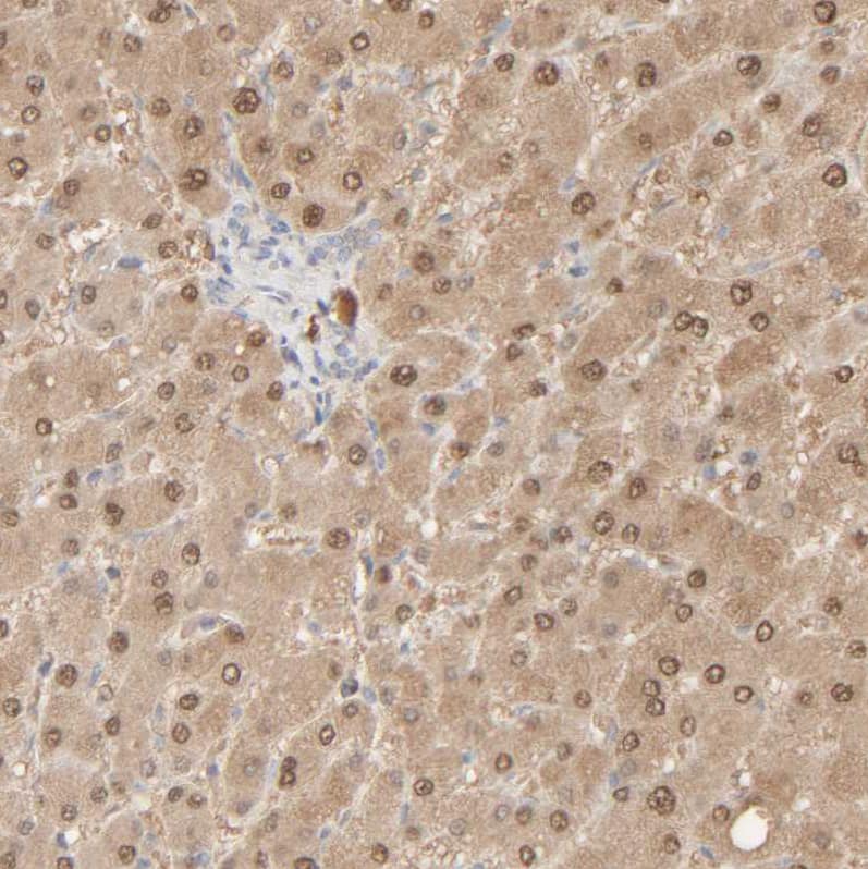 Immunohistochemistry-Paraffin HRSP12 Antibody - BSA Free