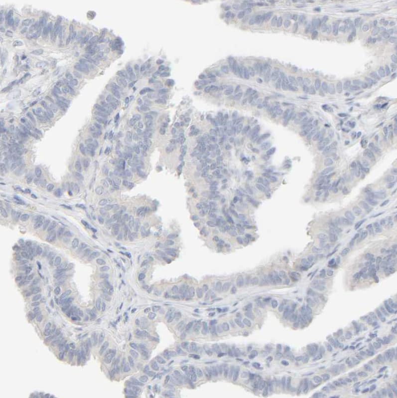 Immunohistochemistry-Paraffin HRSP12 Antibody - BSA Free