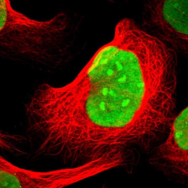 Staining of human cell line U-2 OS shows localization to nucleus & nucleoli.