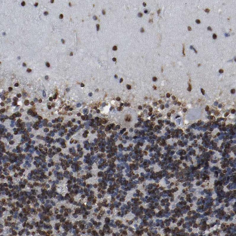 Staining of human cerebellum shows  strong nuclear positivity in Purkinje cells and cells in granular and molecular layer.