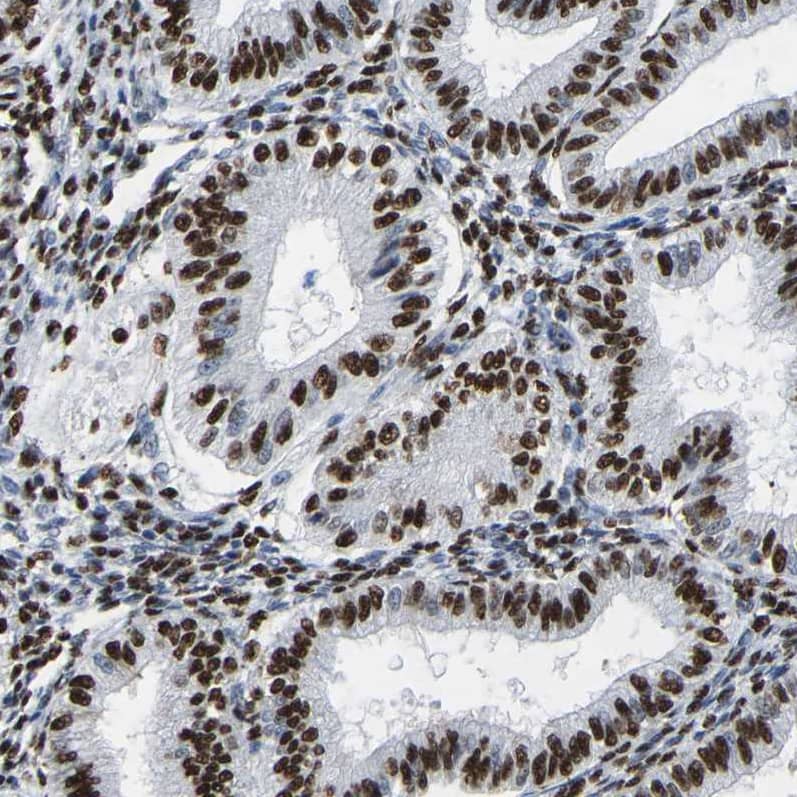 Staining of human endometrium shows strong nuclear positivity in glandular cells.