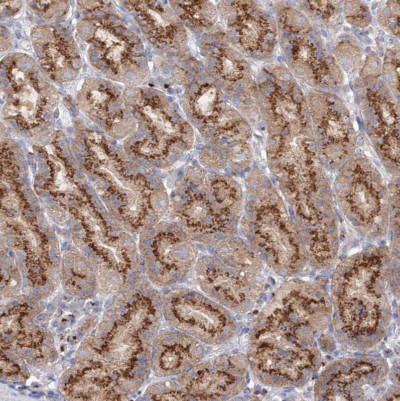 Staining of human stomach shows strong granular cytoplasmic positivity in glandular cells.