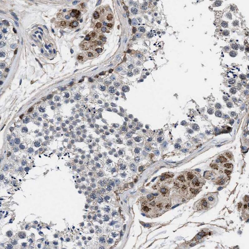 Staining of human testis shows strong granular cytoplasmic positivity in Leydig cells.