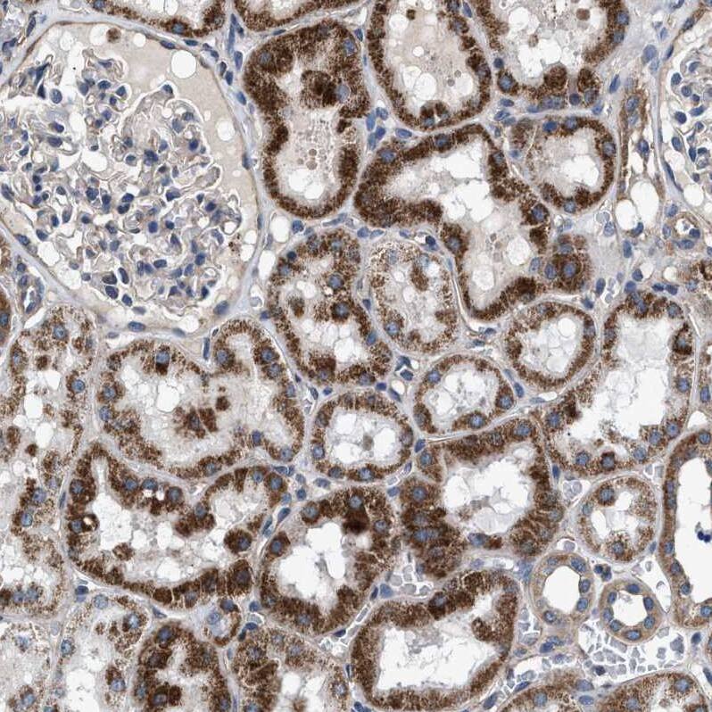 Staining of human kidney shows strong granular cytoplasmic positivity in cells in tubules.