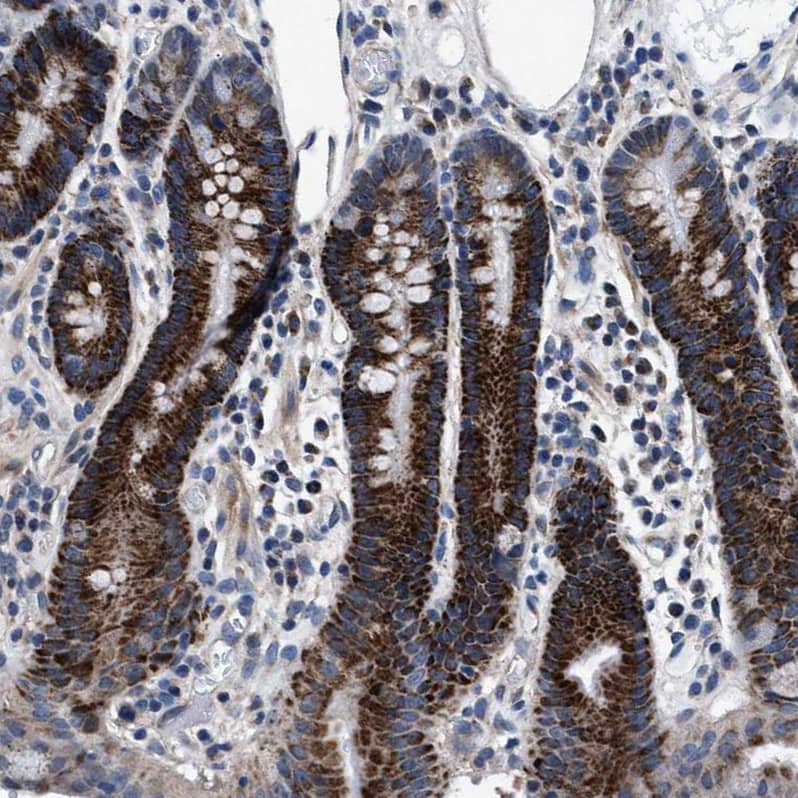 Staining of human colon shows strong granular cytoplasmic positivity in glandular cells.