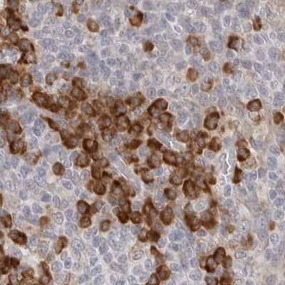 Staining of human tonsil.