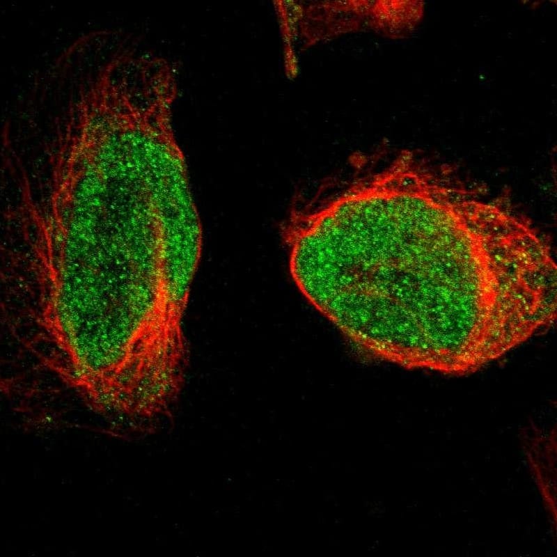 Staining of human cell line U-2 OS shows localization to nucleus.