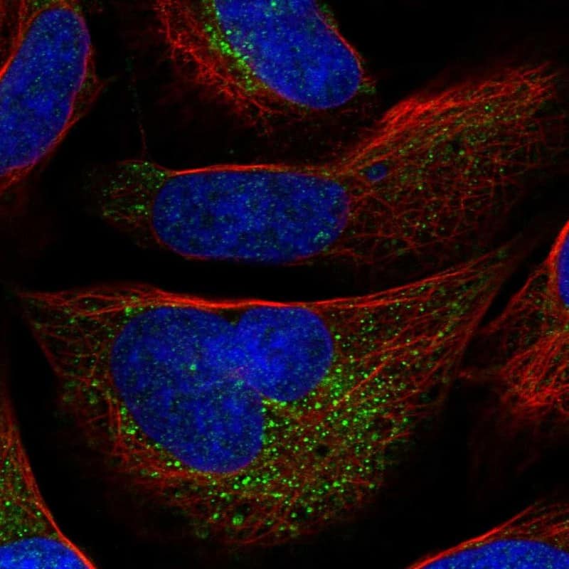 Immunocytochemistry/ Immunofluorescence Antizyme inhibitor 1 Antibody - BSA Free