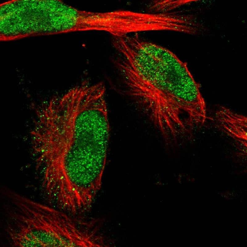 Staining of human cell line U-251 MG shows localization to nucleoplasm.