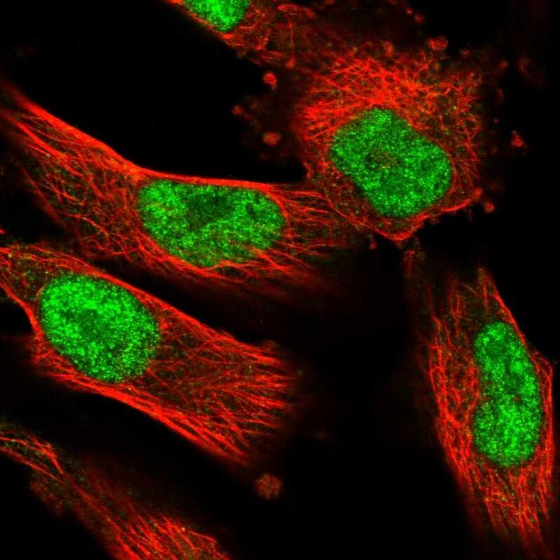Staining of human cell line U-251 MG shows localization to nucleoplasm.