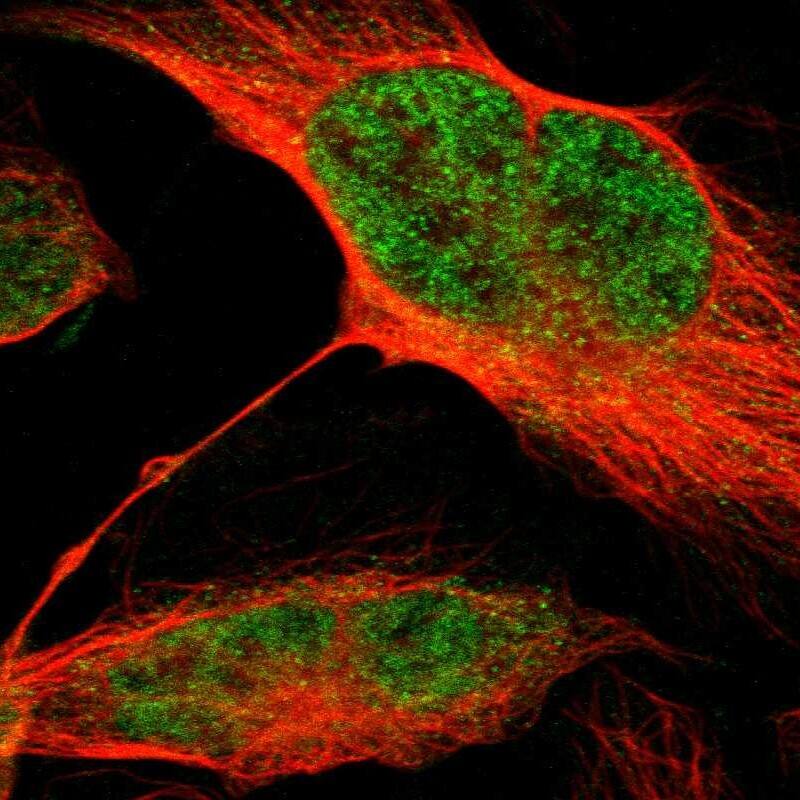 Staining of human cell line U-2 OS shows localization to nucleoplasm.
