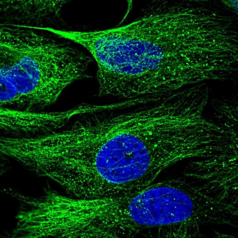 Staining of human cell line U-2 OS shows localization to microtubules.