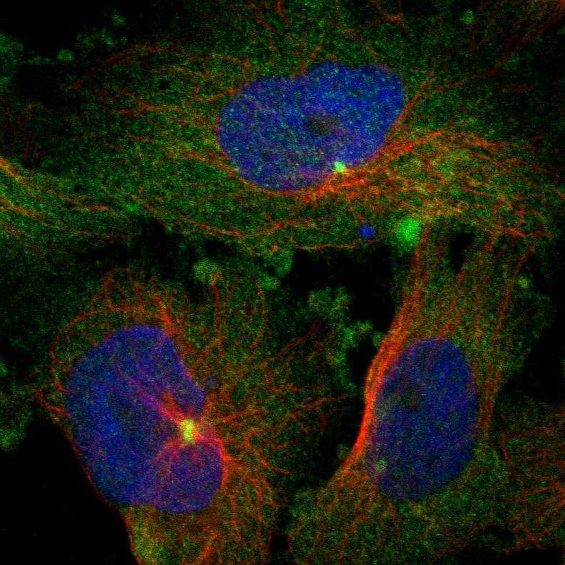 Staining of human cell line U-251 MG shows localization to plasma membrane, cytosol & centrosome.