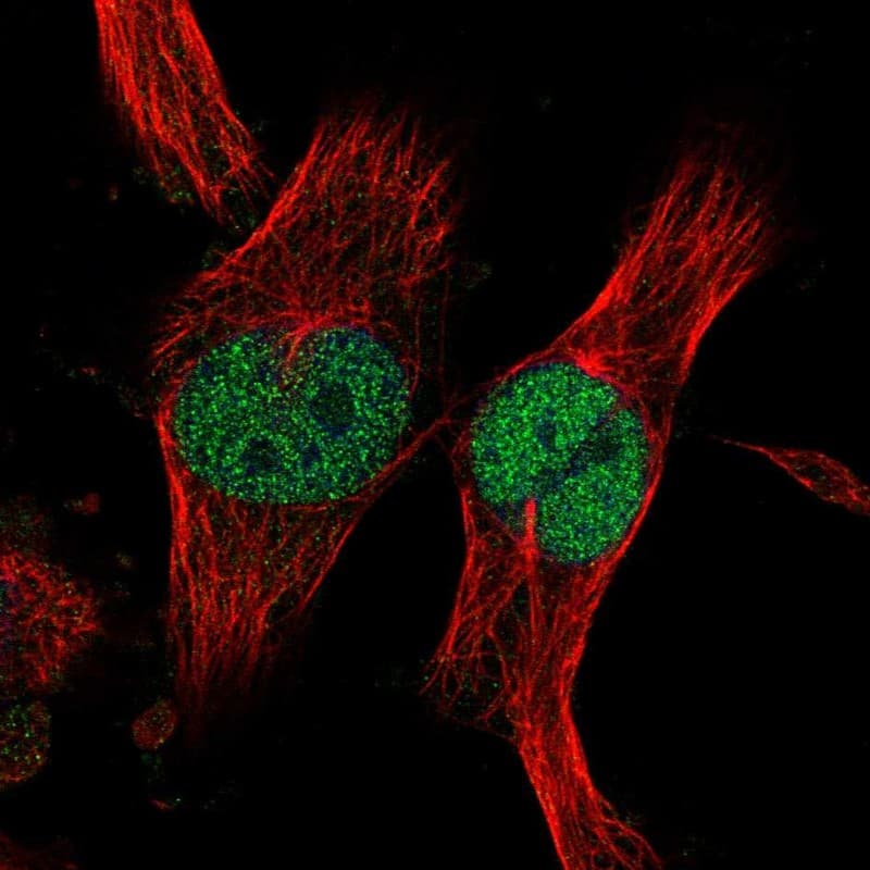 Staining of human cell line U-251 MG shows localization to nucleoplasm.
