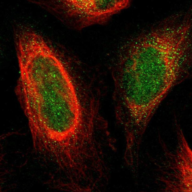 Staining of human cell line U-2 OS shows localization to nucleus & cytosol.