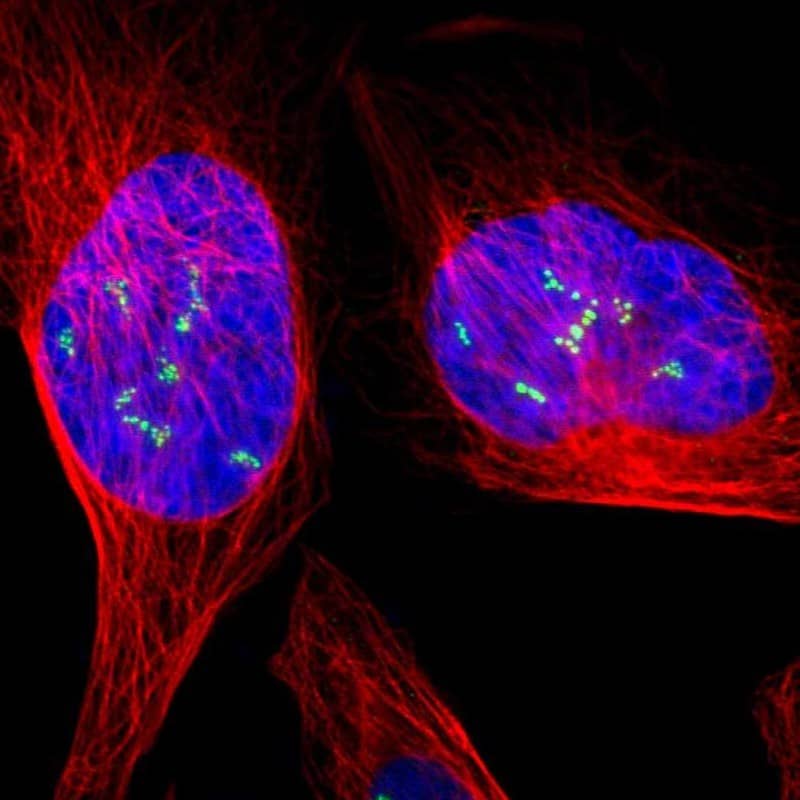 Staining of human cell line U-2 OS shows localization to nucleoli fibrillar center.