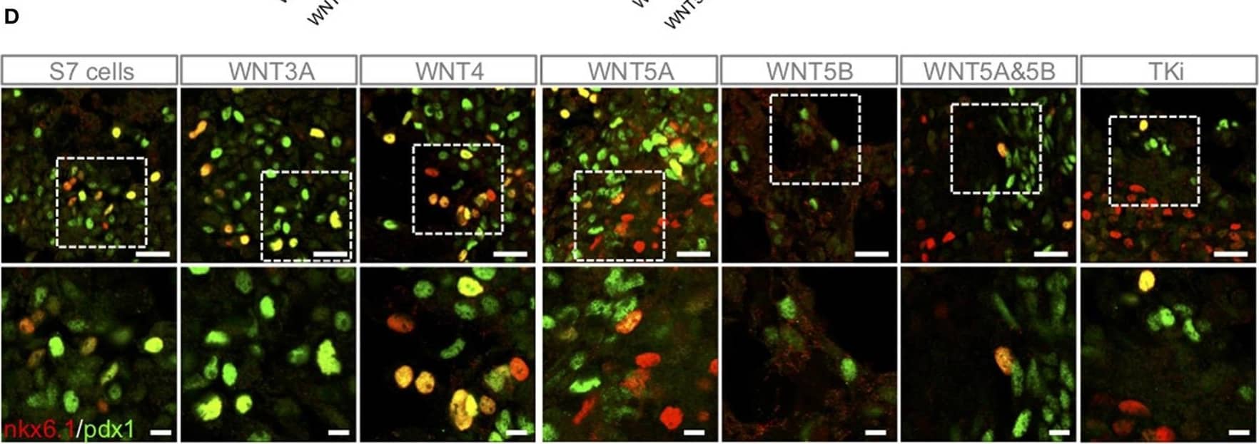 Immunocytochemistry/ Immunofluorescence NKX6.1 Antibody - BSA Free