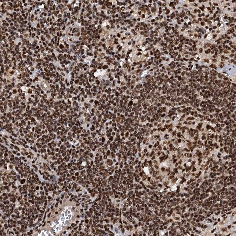 Immunohistochemistry-Paraffin NHN1 Antibody - BSA Free