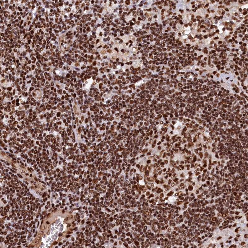 Immunohistochemistry-Paraffin NHN1 Antibody - BSA Free
