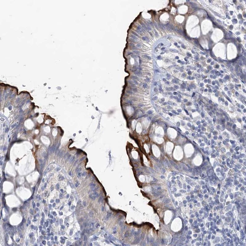 Immunohistochemistry-Paraffin NHE3/SLC9A3 Antibody - BSA Free