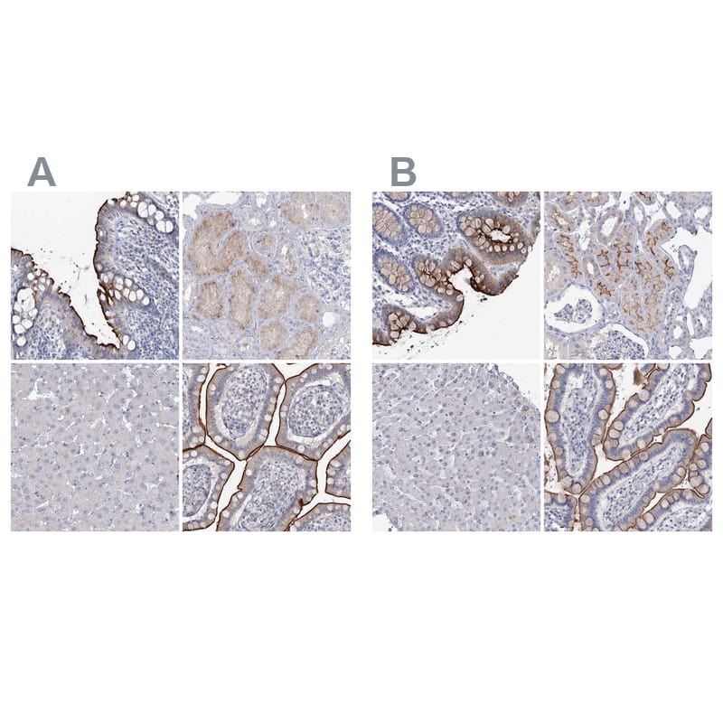 Immunohistochemistry-Paraffin NHE3/SLC9A3 Antibody - BSA Free