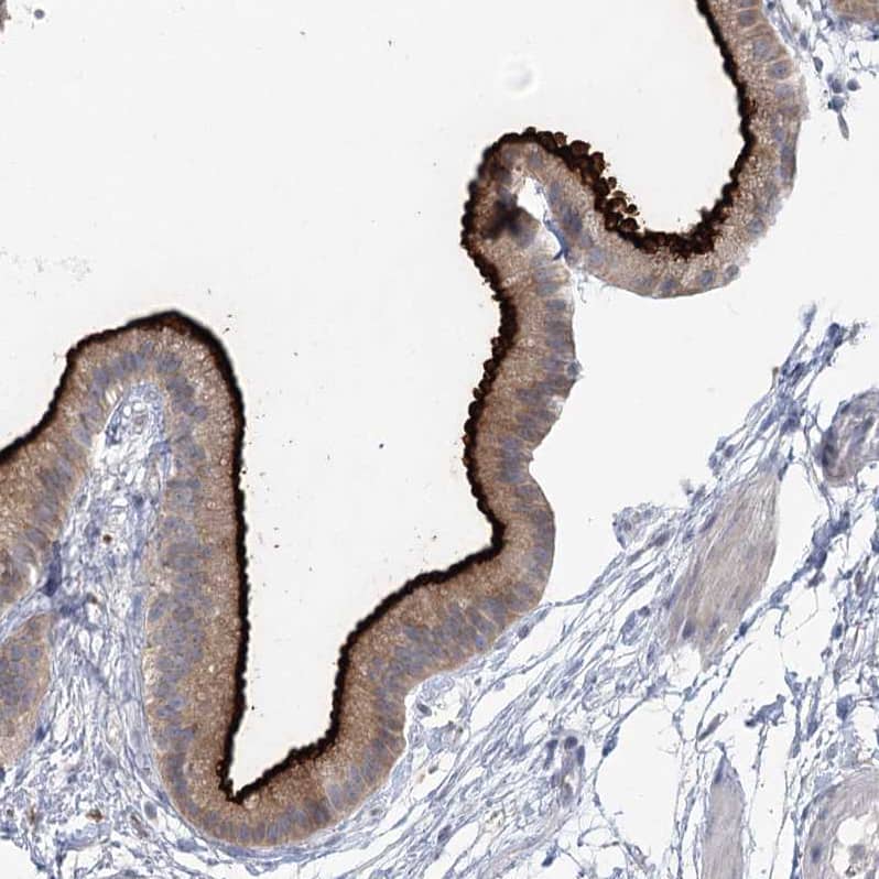 Immunohistochemistry-Paraffin NHE3/SLC9A3 Antibody - BSA Free