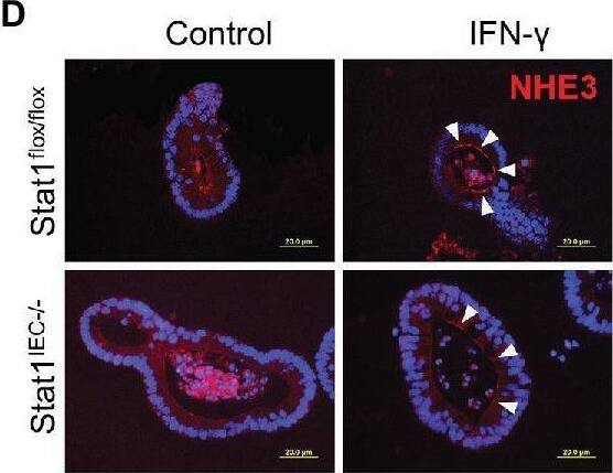 IFN-gamma  directly stimulates AMP expression in cultured organoids through STAT pathway. (A) mRNA levels of AMPs in organoids isolated from control and Stat1IEC−/− mice after IFN-gamma  treatment. (B) mRNA levels of AMPs in organoids isolated from control and Stat3IEC−/− mice after IFN-gamma  treatment. (C) mRNA levels of Nhe3 (n = 3 per group). (D) IF staining of NHE3 (red) in organoids. Nuclei were counterstained by DAPI (blue). Scale bar, 20 μm. *p < 0.05, **p < 0.01, and ***p < 0.001. Image collected and cropped by CiteAb from the following open publication (//pubmed.ncbi.nlm.nih.gov/33536944), licensed under a CC-BY license. Not internally tested by Novus Biologicals.