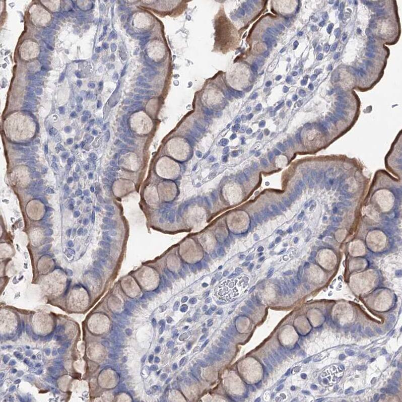 Staining of human small intestine shows moderate positivity in apical membrane in glandular cells.