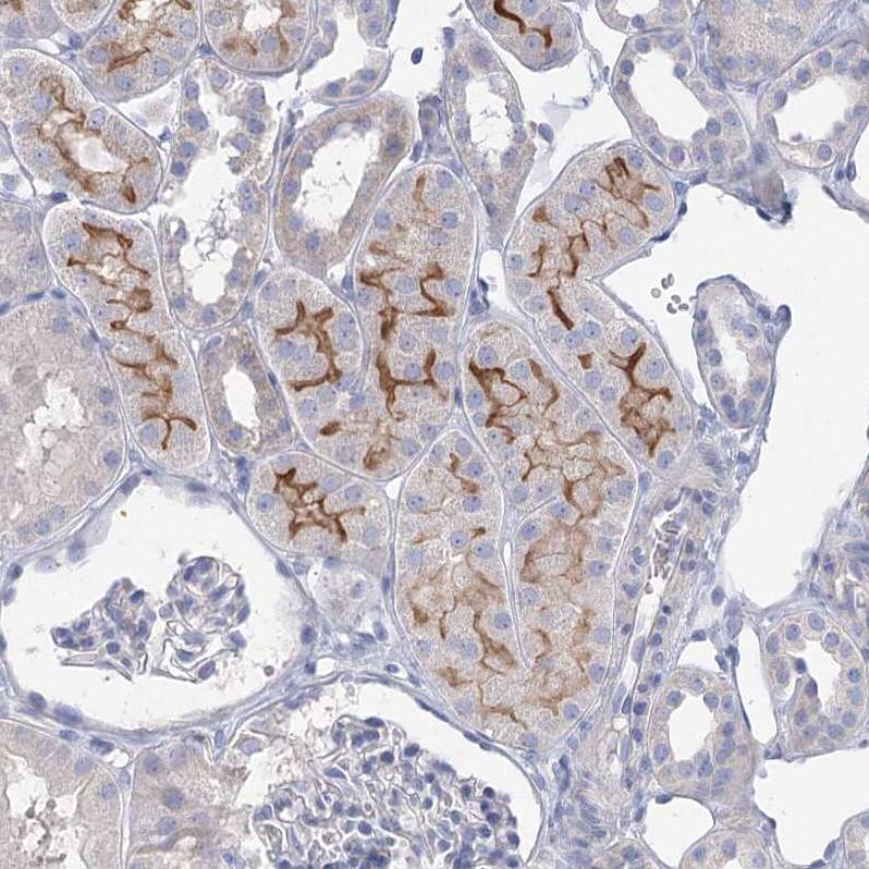 Staining of human kidney shows moderate positivity in apical membrane in cells in tubules.