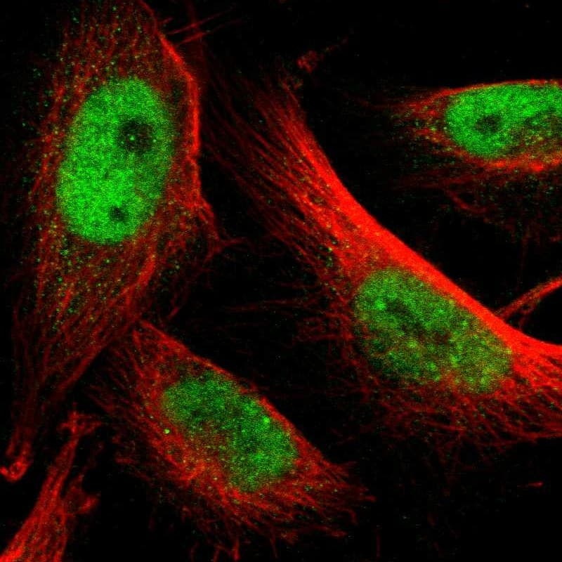 Staining of human cell line U-251 MG shows localization to nucleoplasm.