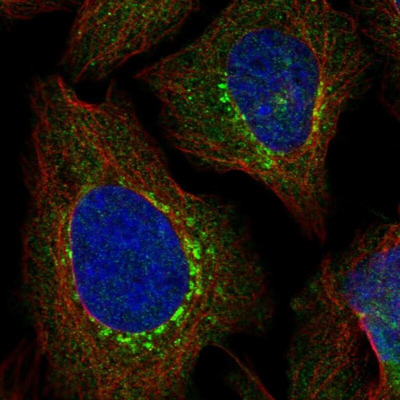 Staining of human cell line U-2 OS shows localization to the Golgi apparatus & vesicles.