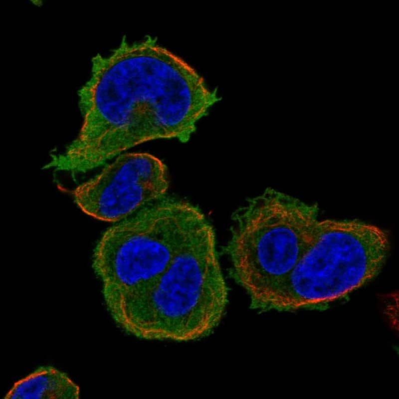 Staining of human cell line HEL shows localization to plasma membrane.