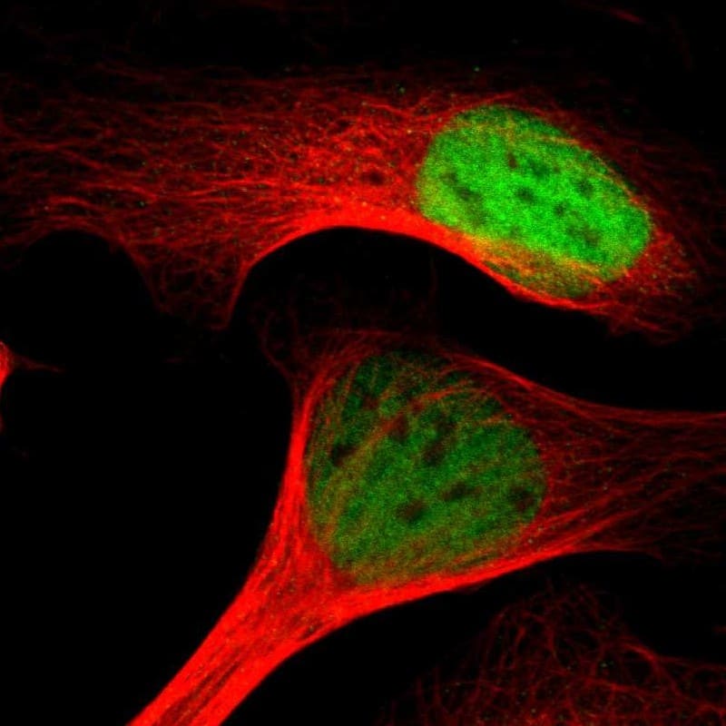 Staining of human cell line U-2 OS shows localization to nucleoplasm.
