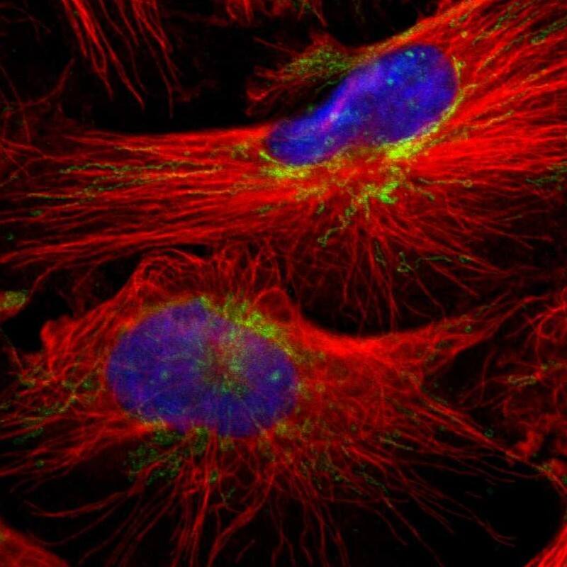 Staining of human cell line U-251 MG shows localization to nucleoli & mitochondria.