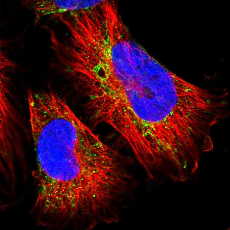 Staining of human cell line U-251 MG shows localization to mitochondria.