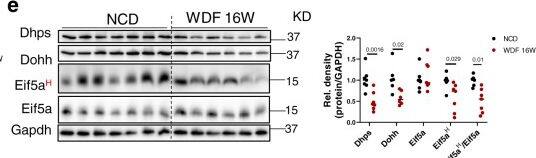 Decreased DHPS-DOHH-EIF5AH pathway in NAFLD.a Polyamine synthesis and hypusination of EIF5A pathway in eukaryotic cells. Enzymes ARG1, ODC, SRM are involved in converting arginine to spermidine. DHPS and DOHH use spermidine to hypusinate EIF5A. b Violin plots showing mRNA levels of genes involved in endogenous polyamine biosynthesis and EIF5A hypusination in Control (n = 19), steatosis (n = 10), and NASH (n = 16) from publicly available database (accession number E-MEXP-3291, //www.webcitation.org/5zyojNu7T)20. c Violin plots showing mRNA levels of genes involved in endogenous polyamine biosynthesis and EIF5A hypusination in Control (n = 12), steatosis (n = 9), and NASH (n = 17) from publicly available database (GSE48452)21. b, c Significance was calculated by one-way ANOVA or Kruskal–Wallis test, as appropriate. d Quantitative-PCR analysis of mRNA levels of polyamine metabolism genes in the livers from mice fed with NCD (n = 8) or WDF (n = 8) for 16 weeks. e Western blot and densitometric analysis of protein levels of Dhps, Dohh, eIF5AH, and eIF5A in the liver from mice fed with NCD (n = 7) or WDF (n = 6) for 16 weeks. f, g mRNA expression of genes in polyamine biosynthesis and hypusination pathways (f, n = 5), and protein levels of Dhps, Dohh, eIF5AH, and eIF5A (g, n = 3) in AML12 hepatic cells treated with fatty acids (FA, palmitic acid 0.6 mM, oleic acid 0.17 mM) for 48 h. f–g Data were shown as box-and-whisker with median (middle line), 25th–75th percentiles (box), and min-max values (whiskers). d–g significance was calculated by two-tailed Student’s t test or Mann–Whitney U test, as appropriate. Source data are provided as a Source Data file. Image collected and cropped by CiteAb from the following open publication (//pubmed.ncbi.nlm.nih.gov/36057633), licensed under a CC-BY license. Not internally tested by Novus Biologicals.
