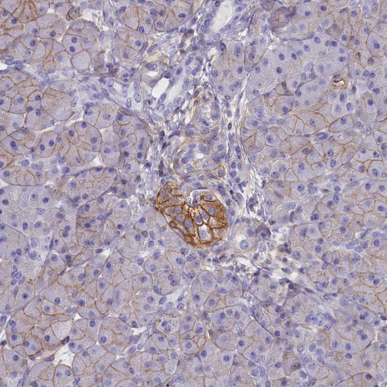 Staining of human pancreas shows strong membranous positivity in islets of Langerhans.