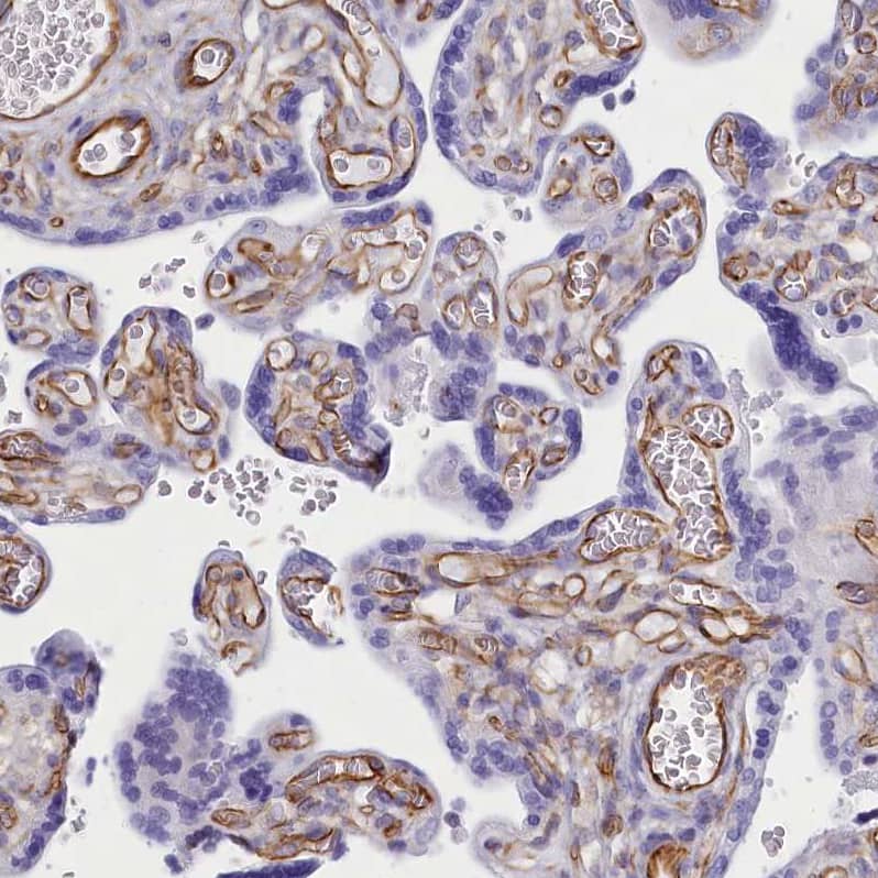 Staining of human placenta shows strong membranous positivity in endothelial cells.