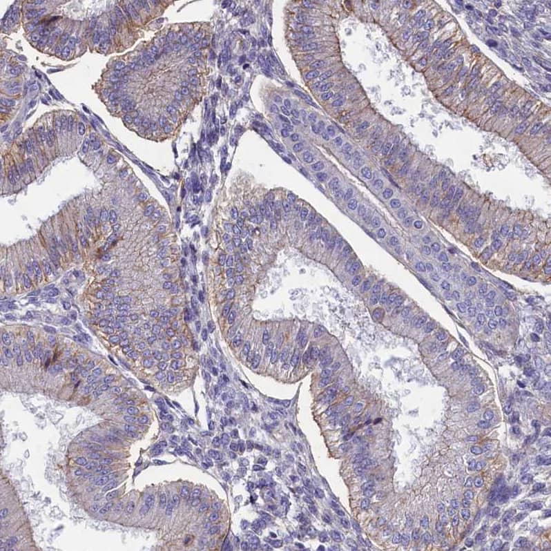 Staining of human endometrium shows moderate membranous positivity in glandular cells.