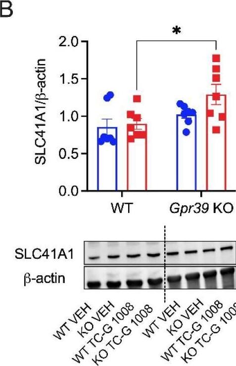 Western Blot SLC41A1 Antibody - BSA Free