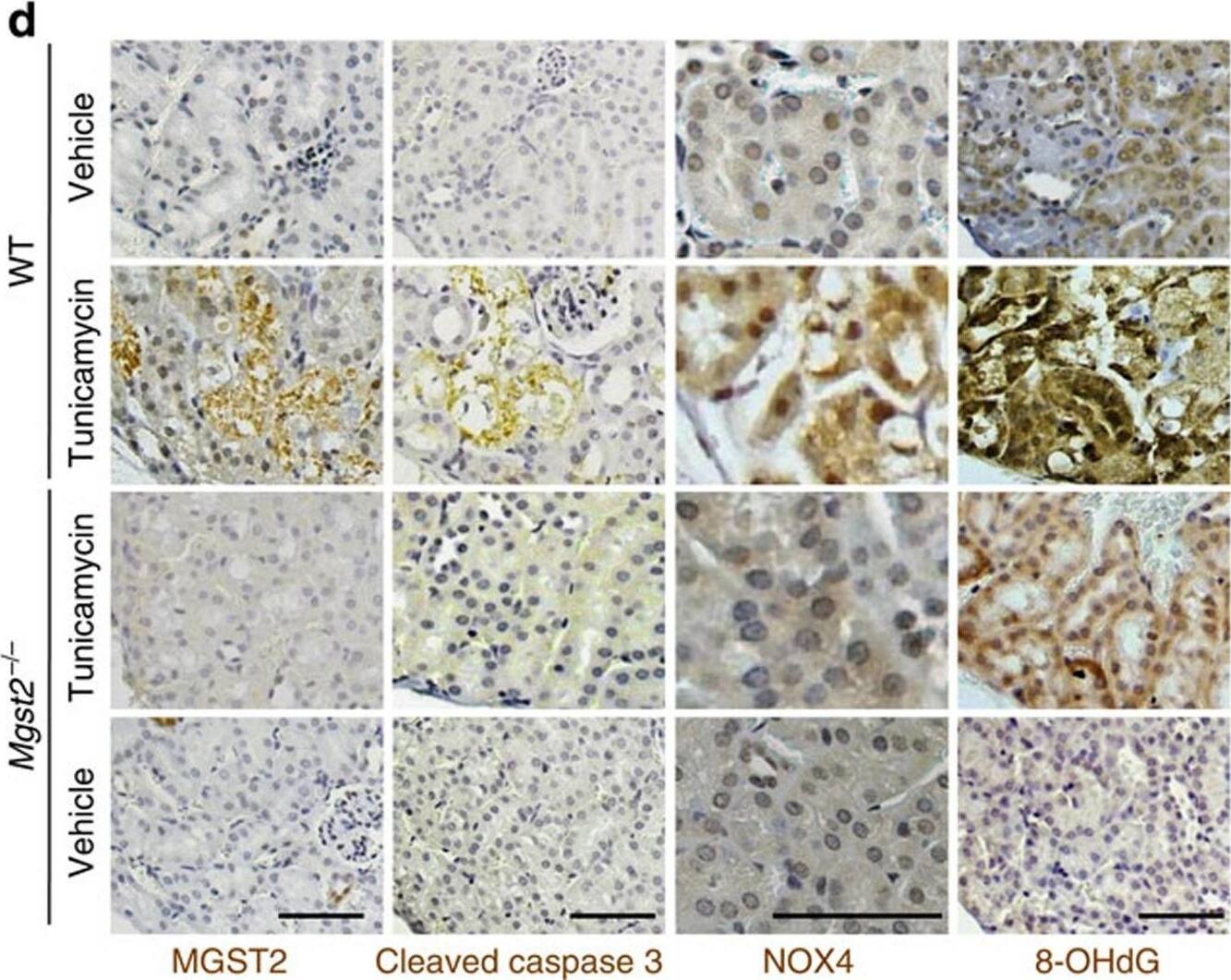 Mgst2 deficiency and LTC4 inhibition attenuate ER stress-triggered oxidative damage to mouse kidneys and mouse morbidity.(a) Haematoxylin–eosin stained kidney slices from WT and Mgst2-deficient mice given a single dose of Tm (1.5 mg kg−1, ip) at time=0. Kidneys were removed and processed on day 4. The image is a representative of 10 kidneys obtained from 5 mice per group. Bar, 200 μm. (b) Quantification of per cent areas of vacuoles representing damage to kidney proximal tubules shown in a. n=5, ***P<0.001. Values represent the mean+/-s.d. Statistical significance was determined using one-way ANOVA. No vacuoles were observed in kidneys of untreated mice. (c) Immunohistochemical stains of proximal tubules (brown) using anti-aminopeptidase A in kidney sections from WT and Mgst2-deficient mice treated with Tm as in a. Nuclei were counterstained with haematoxylin (grey-blue). Bar, 50 μm. (d) Immunohistochemical stains of the indicated markers in kidney sections as in c. Figures are representatives of kidneys from three mice. Bars, 50 μm. (e) Survival of WT and Mgst2-deficient 129/Sv mice (20 per group) given Tm (2.5 mg kg−1, ip) at time=0. P=0.0393. (f) Survival of WT 129/Sv mice (10 per group) given Tm (1.5 mg kg−1, ip) at time=0 and daily administrations of either vehicle or pranlukast (ip, 1 mg kg−1, vertical arrows). P=0.0009. The statistical significance was determined in e and f using the Gehan–Breslow–Wilcoxon test. Image collected and cropped by CiteAb from the following open publication (//pubmed.ncbi.nlm.nih.gov/26656251), licensed under a CC-BY license. Not internally tested by Novus Biologicals.