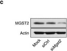 Western Blot MGST2 Antibody - BSA Free