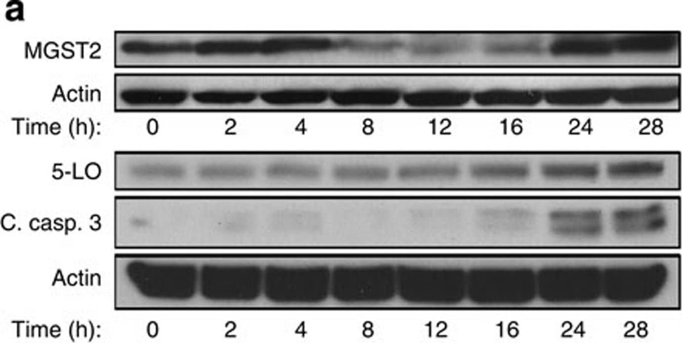 Western Blot MGST2 Antibody - BSA Free